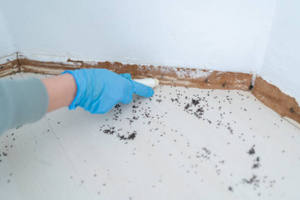 Best Flea Control Services  in Fairview Park, IN